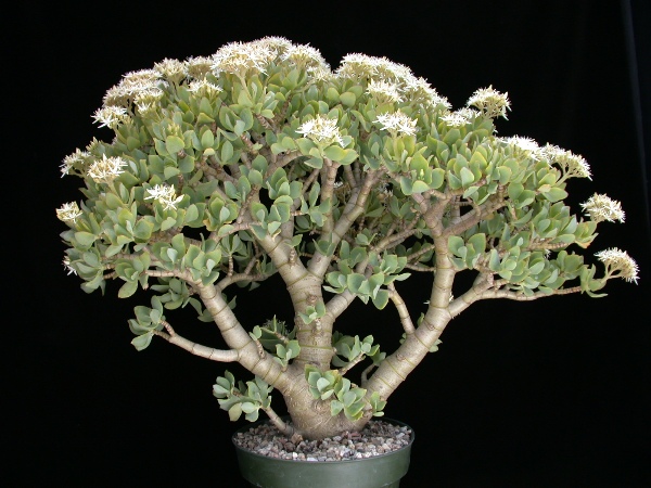Crassula Arborescens