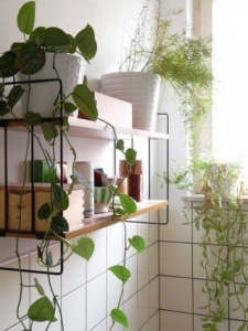 plantes étagères salle de bain