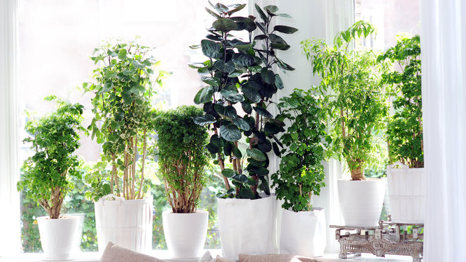 Plantes décoratives